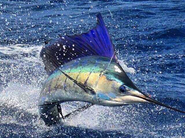 Madagascar Sailfishing With FishMad